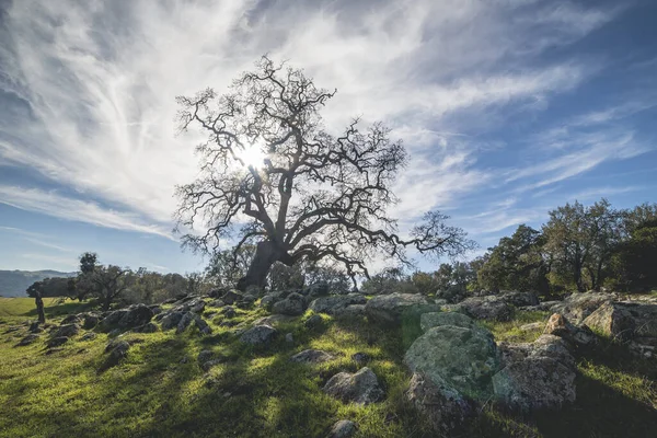 Piękny Krajobraz Drzewem Górą — Zdjęcie stockowe