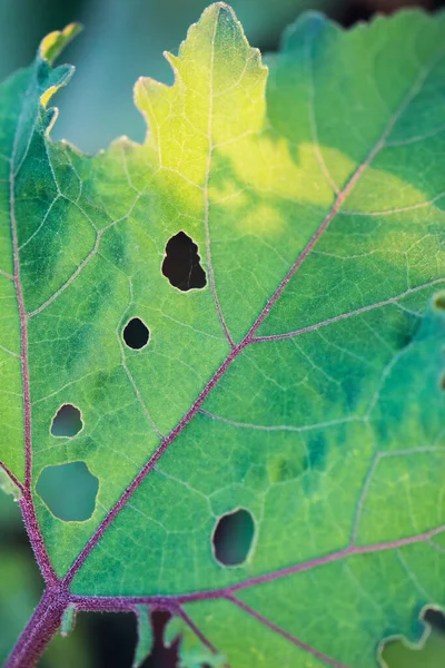 Groen Blad Een Boom — Stockfoto