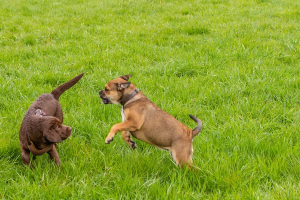 Cani Nell Erba Verde — Foto Stock