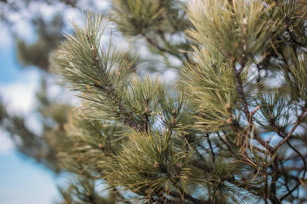 Gałęzie Drzew Sosnowych Flora Przyroda — Zdjęcie stockowe