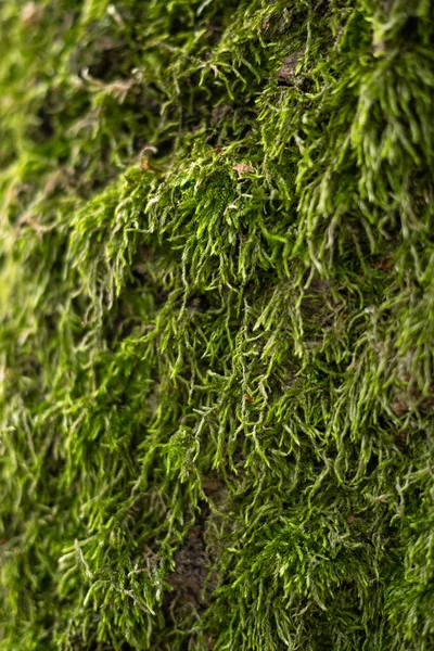 Зелений Мох Дереві — стокове фото
