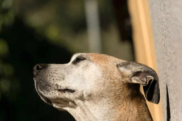 Parktaki Köpek Güneşli Bir Baharda Bir Barınakta Sevimli Bir Evcil — Stok fotoğraf