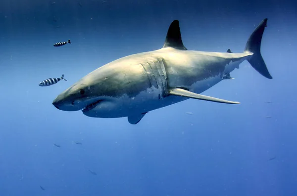 Shark Sea — Stock Photo, Image