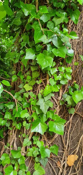 Folhas Verdes Grama Fundo — Fotografia de Stock