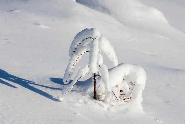Белый Снег Фоне Леса — стоковое фото