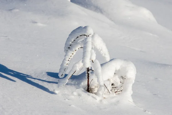 Weißer Schnee Auf Dem Hintergrund Des Waldes — Stockfoto