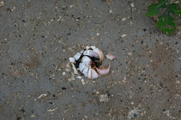 Sea Shells Beach — Stock Photo, Image