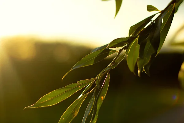 Hojas Con Fondo Verde Borroso — Foto de Stock