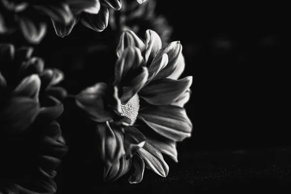 Fond Monochrome Noir Blanc Avec Belles Fleurs — Photo