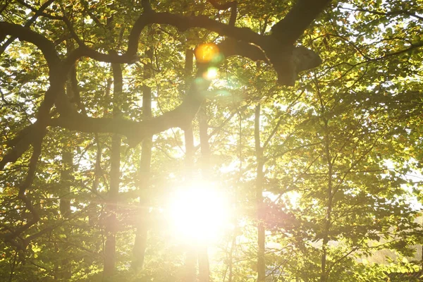 Stralen Van Zon Schijnt Door Bomen Het Bos — Stockfoto