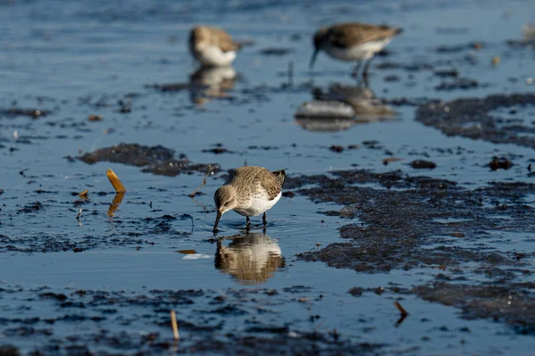 Een Close Shot Van Een Vogel Het Water — Stockfoto