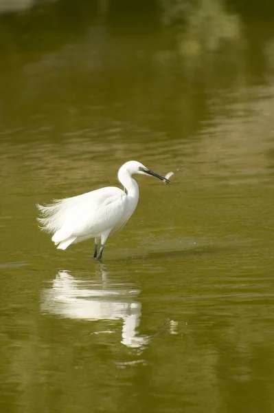 Λευκό Egret Στο Νερό — Φωτογραφία Αρχείου