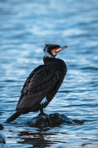 Black Heron Water — Stock Photo, Image