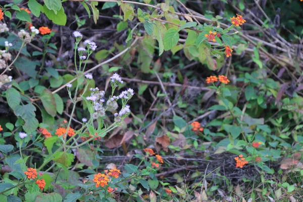 Piękne Botaniczne Ujęcie Naturalna Tapeta — Zdjęcie stockowe