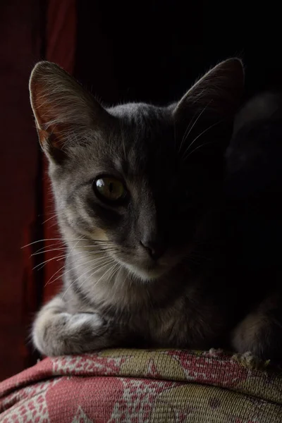 Кіт Дивані — стокове фото