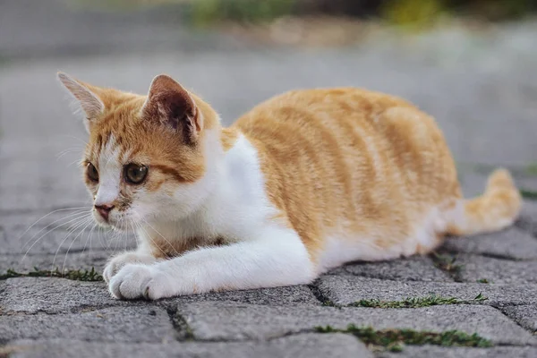 可爱的猫在街上 — 图库照片