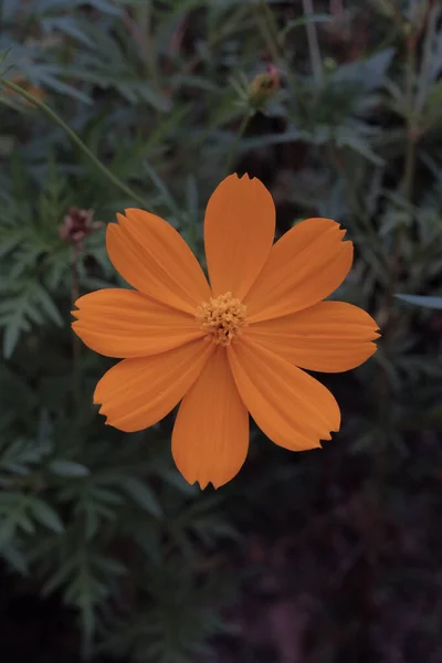 Bellissimi Fiori Che Crescono Giardino — Foto Stock