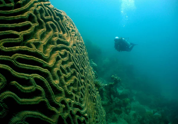 Belo Recife Coral Tropical Mar Vermelho — Fotografia de Stock