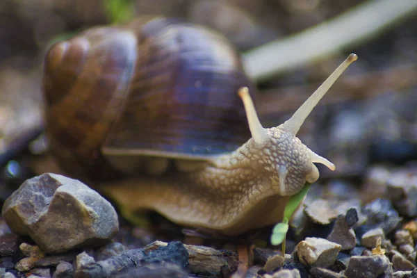 Schnecke Auf Dem Boden Aus Nächster Nähe — Stockfoto