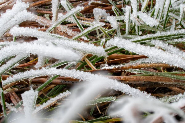 Herbe Couverte Neige Dans Forêt — Photo