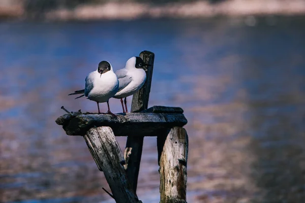 Bird Sits Wooden Pier Lake — Stock Photo, Image