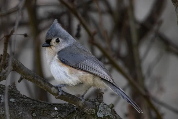 Vue Rapprochée Petit Oiseau — Photo