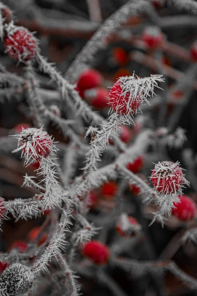 Nahaufnahme Eines Rot Weißen Weihnachtsbaums — Stockfoto