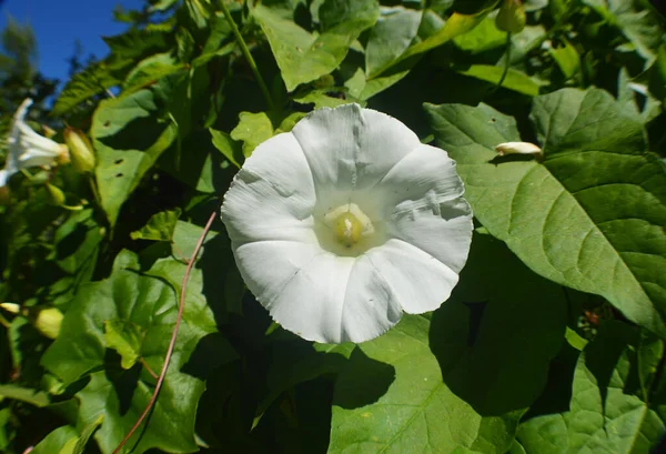 Tiro Botânico Flores Close — Fotografia de Stock