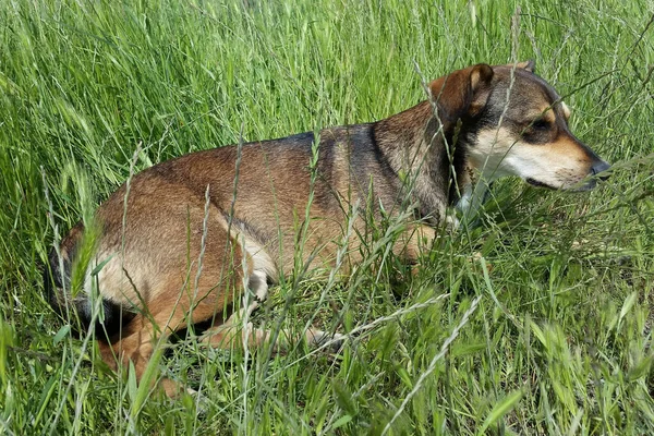 Dog Grass — Stock Photo, Image