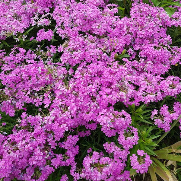 Beautiful Flowers Garden Pink White Photo — Stock Photo, Image