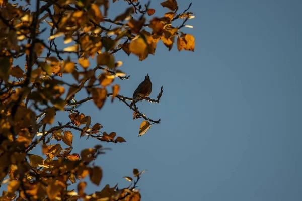 Vogel Auf Einem Baum Wald — Stockfoto