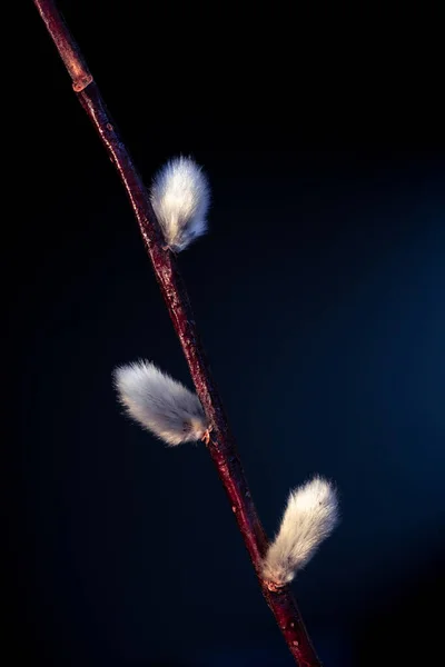 Wiosenne Kwiaty Flora Liście — Zdjęcie stockowe