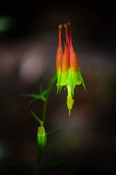 Красивые Ботанические Снимки Натуральные Обои — стоковое фото