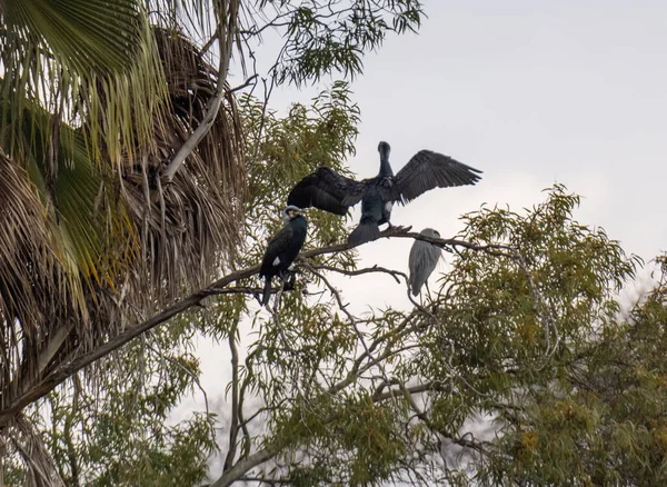 Великі Птахи Сидять Гілці Дерева — стокове фото