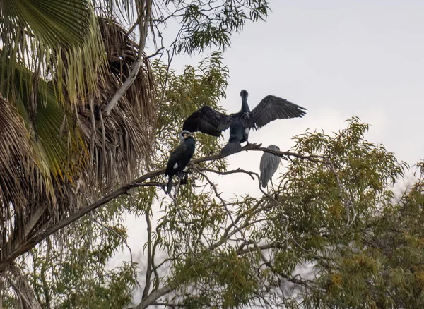 Grande Uccello Seduto Sul Ramo Albero — Foto Stock