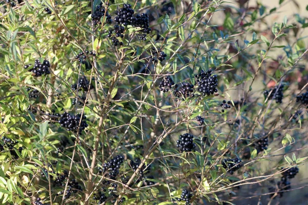 花园里灌木丛中的黑醋栗浆果 — 图库照片