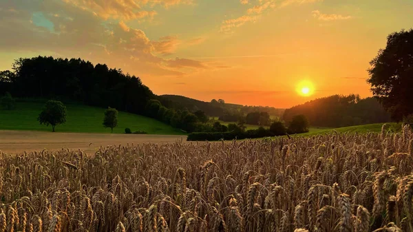 Prachtige Zonsondergang Het Veld Van Tarwe Het Platteland — Stockfoto