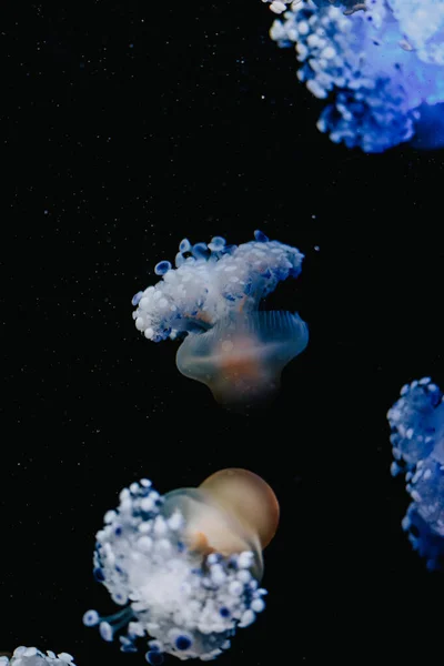 Jellyfish Water — Stock Photo, Image