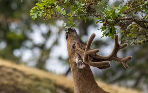 Rådjur Skogen — Stockfoto