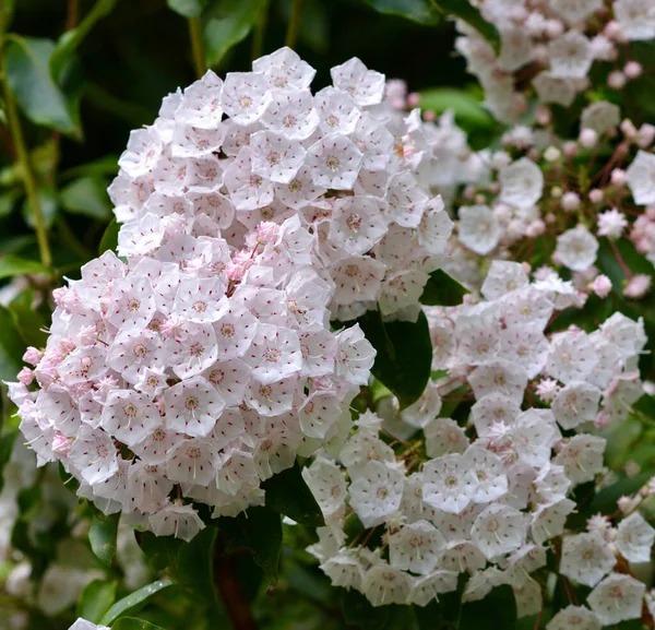 Όμορφα Λευκά Λουλούδια Της Κοιλάδας Στον Κήπο — Φωτογραφία Αρχείου