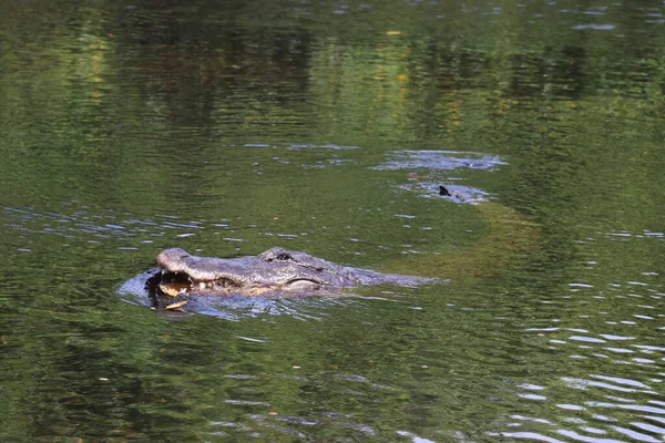 Ein Nilpferd Wasser — Stockfoto