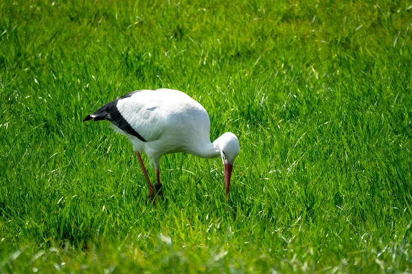 Белый Аист Траве — стоковое фото