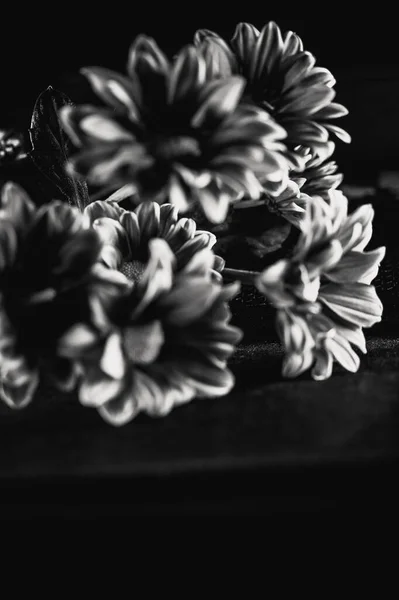美丽花朵的黑白照片 — 图库照片