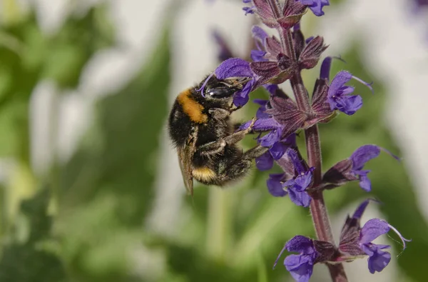 Zbliżenie Ujęcia Bumblebee Kwiatku — Zdjęcie stockowe