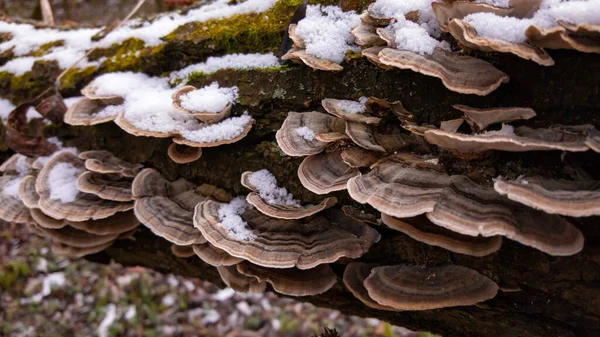 Gombák Erdőben — Stock Fotó