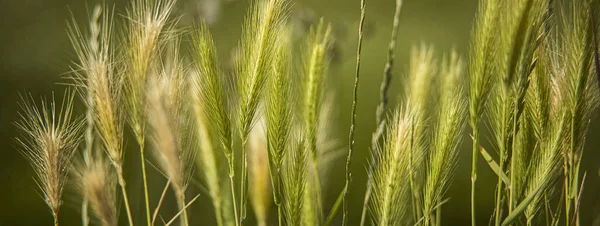 Pšeničné Pole Flóra Příroda — Stock fotografie