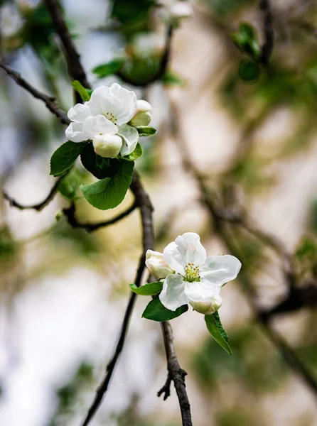 Красивые Белые Весенние Цветы Цветочные Цветы — стоковое фото