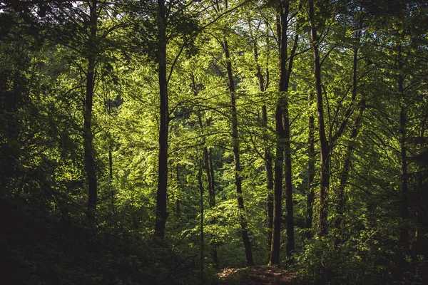 Красивий Ліс Вранці — стокове фото