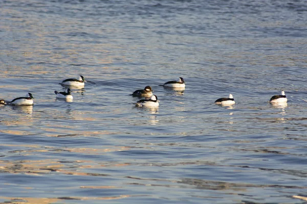 湖上的一群鸭子 — 图库照片