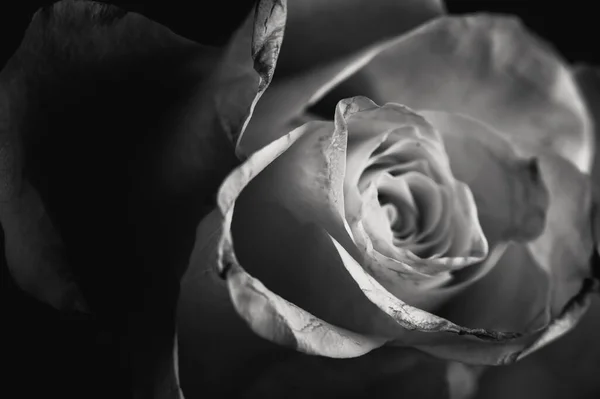 庭の美しいバラ — ストック写真